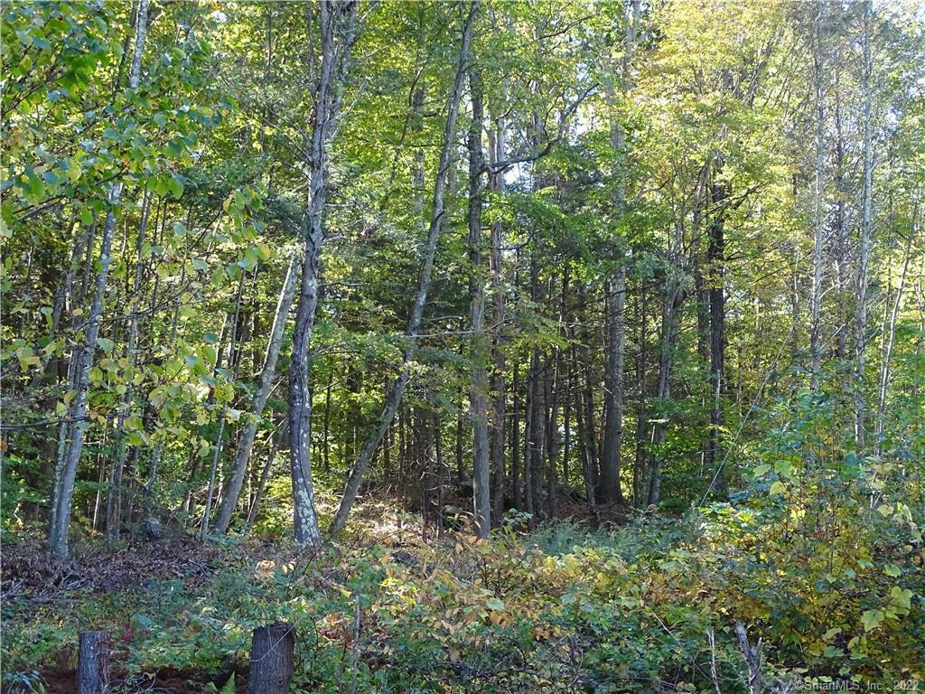 Wooded Home Site sits up off the road.