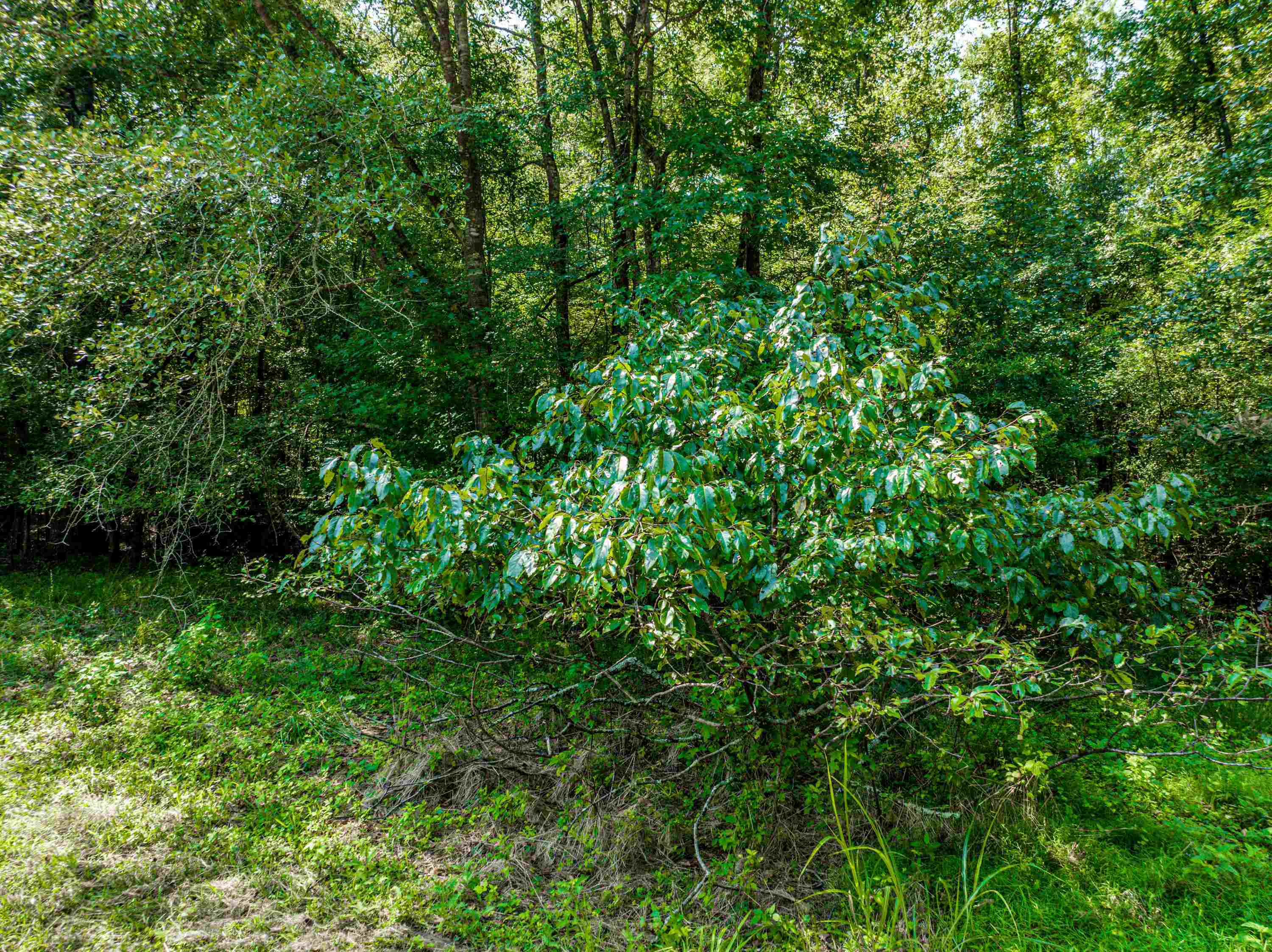 0 Phillips Road Eatonton, GA 31024 - Photo 28 of 61