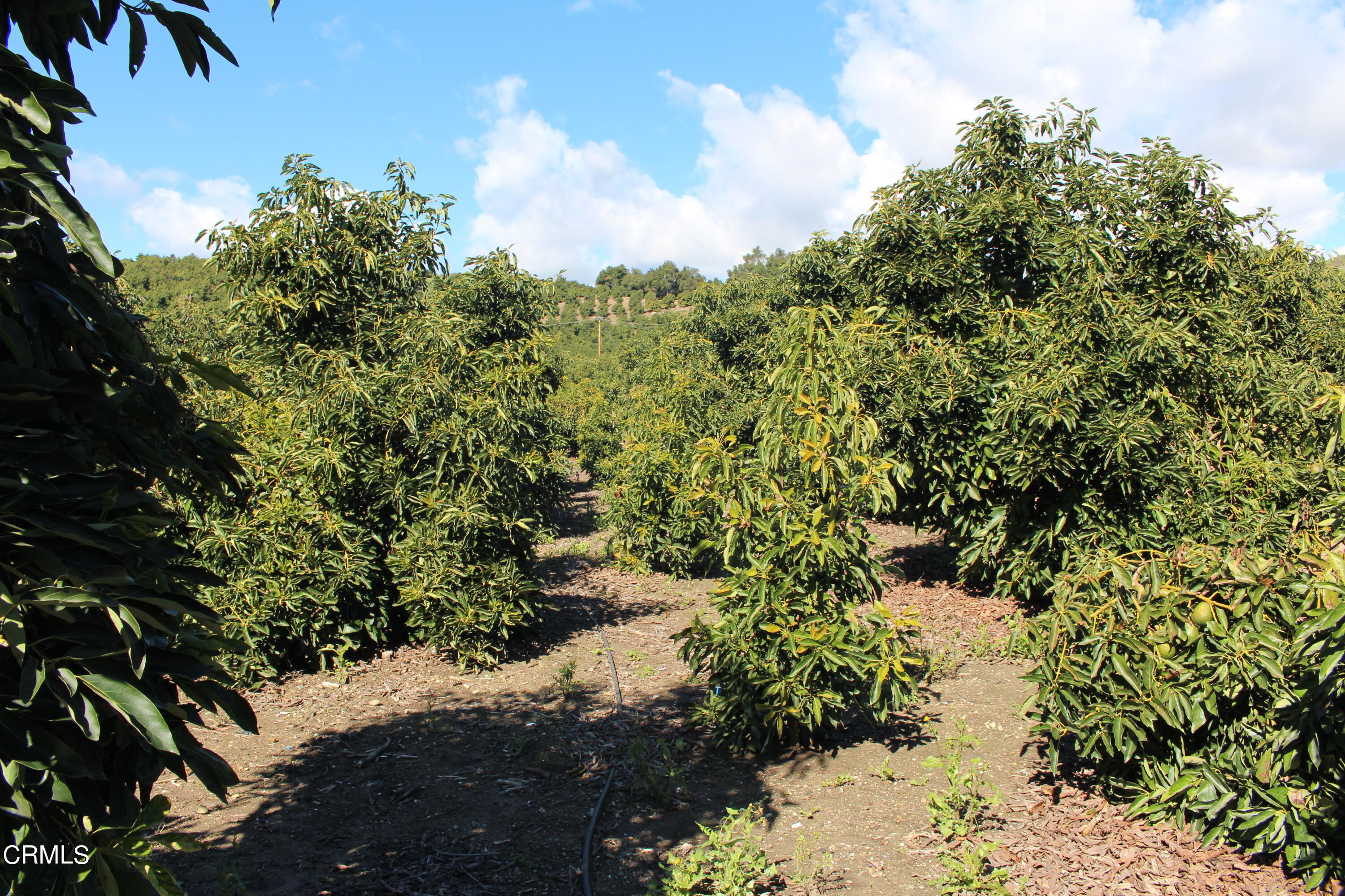 13922 Foothill Road Santa Paula, CA 93060 - Photo 13 of 40 IMG_5646