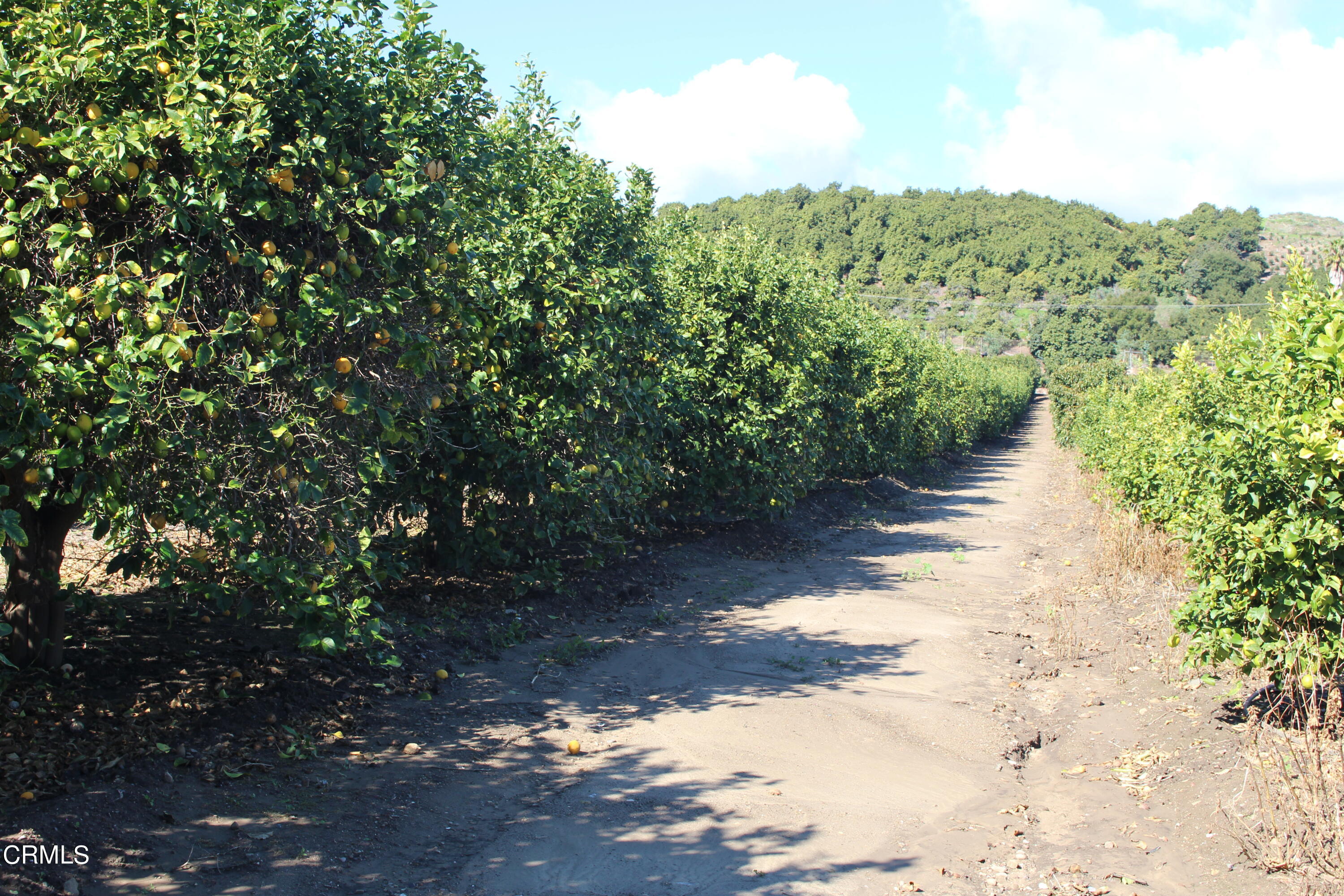 13922 Foothill Road Santa Paula, CA 93060 - Photo 14 of 40 IMG_5648