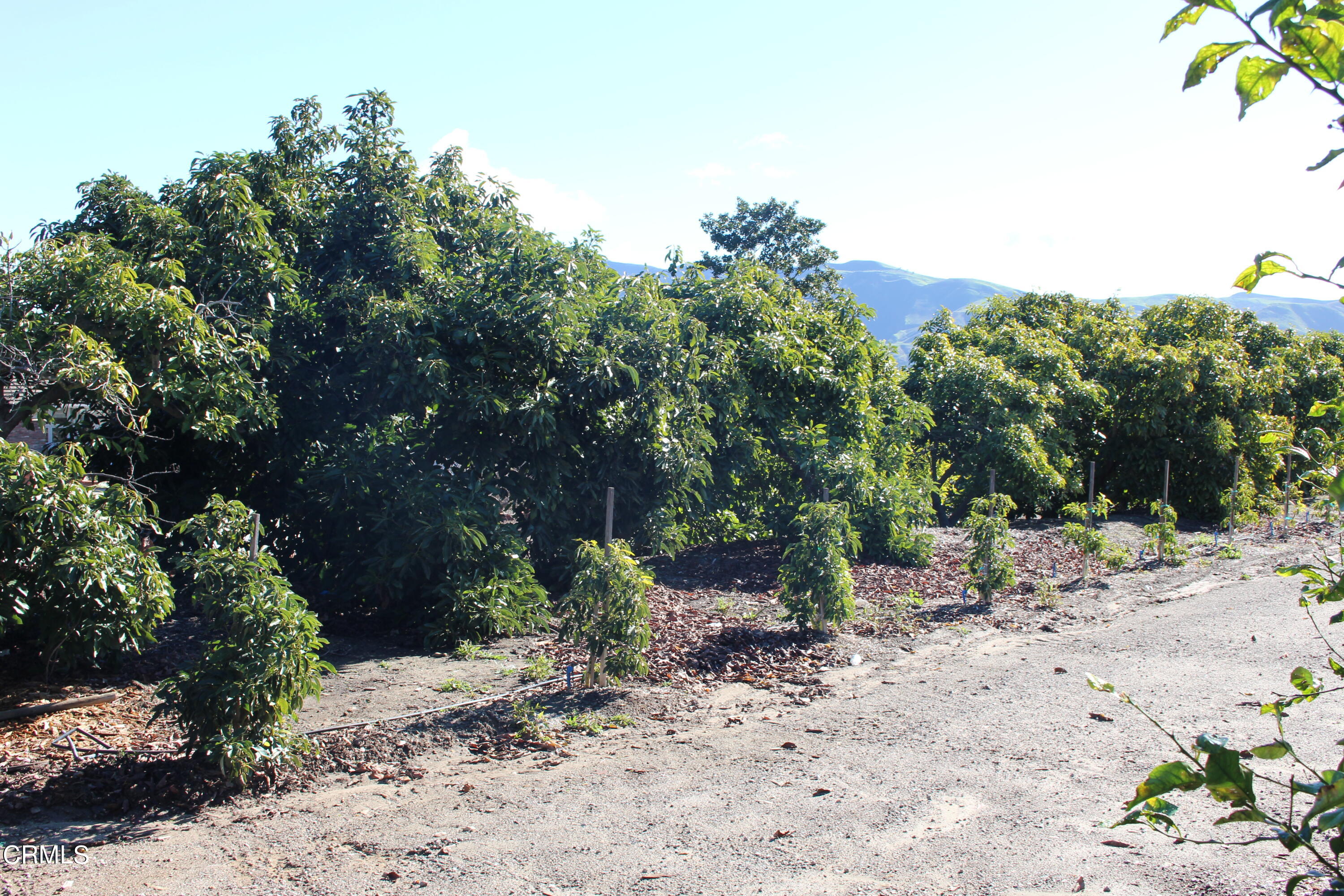 13922 Foothill Road Santa Paula, CA 93060 - Photo 26 of 40 IMG_5614