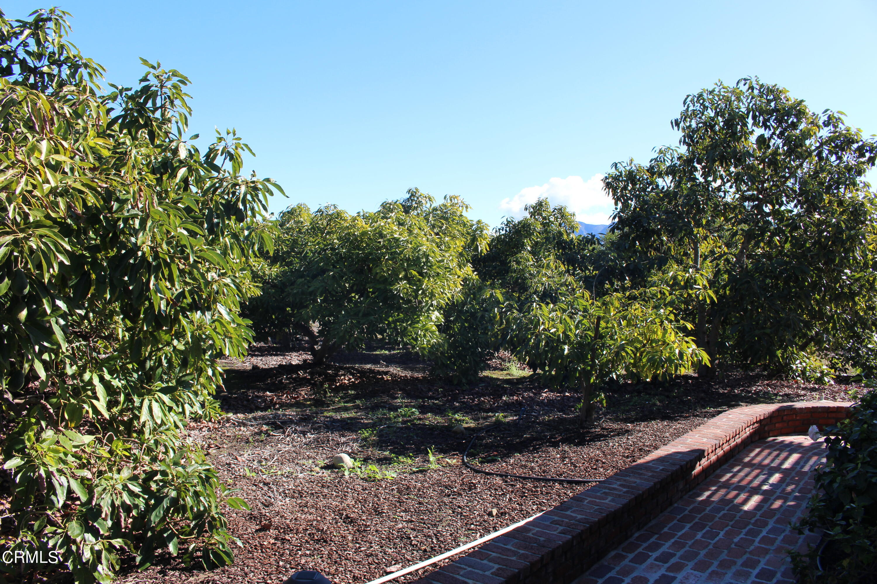 13922 Foothill Road Santa Paula, CA 93060 - Photo 28 of 40 IMG_5622