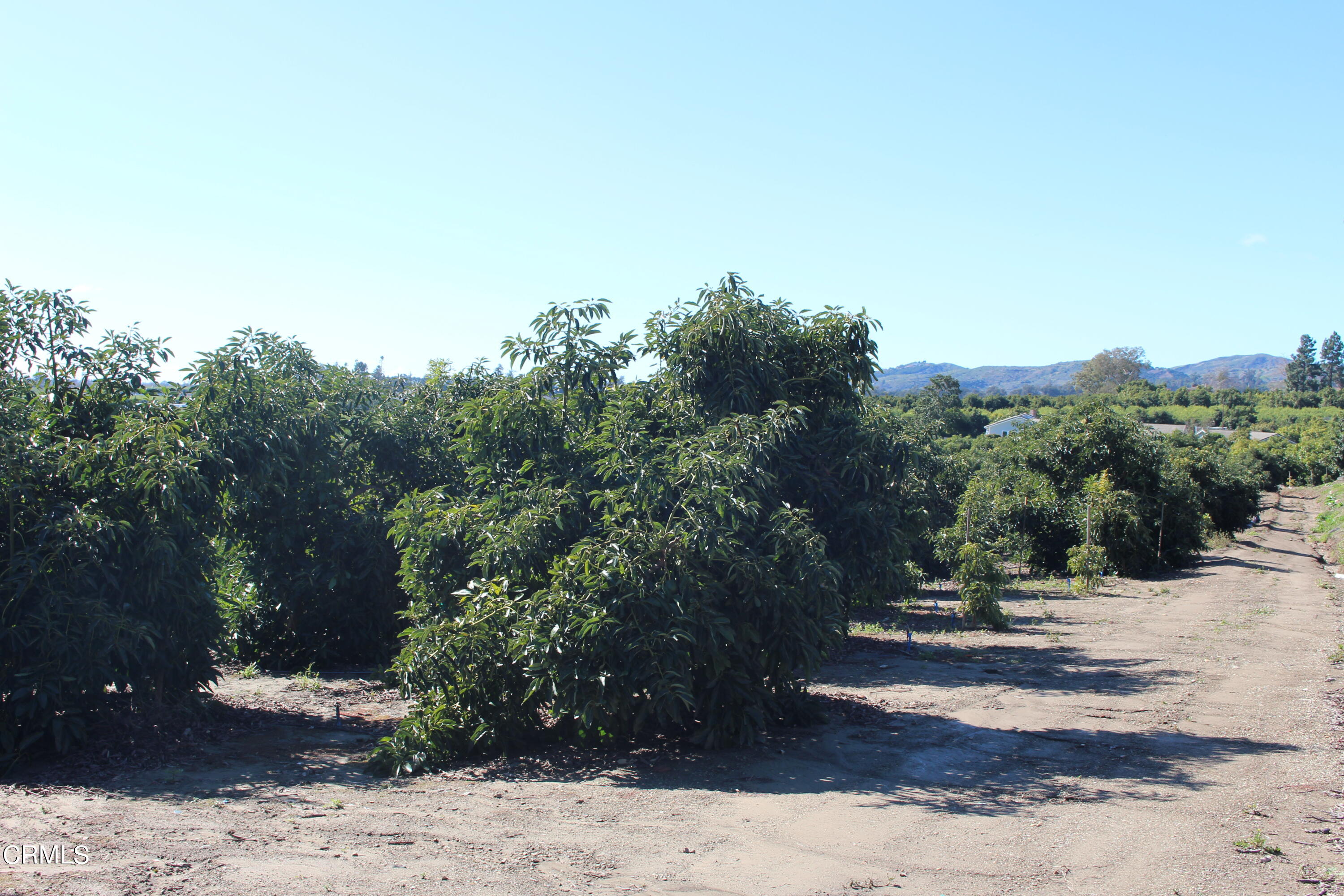 13922 Foothill Road Santa Paula, CA 93060 - Photo 29 of 40 IMG_5632