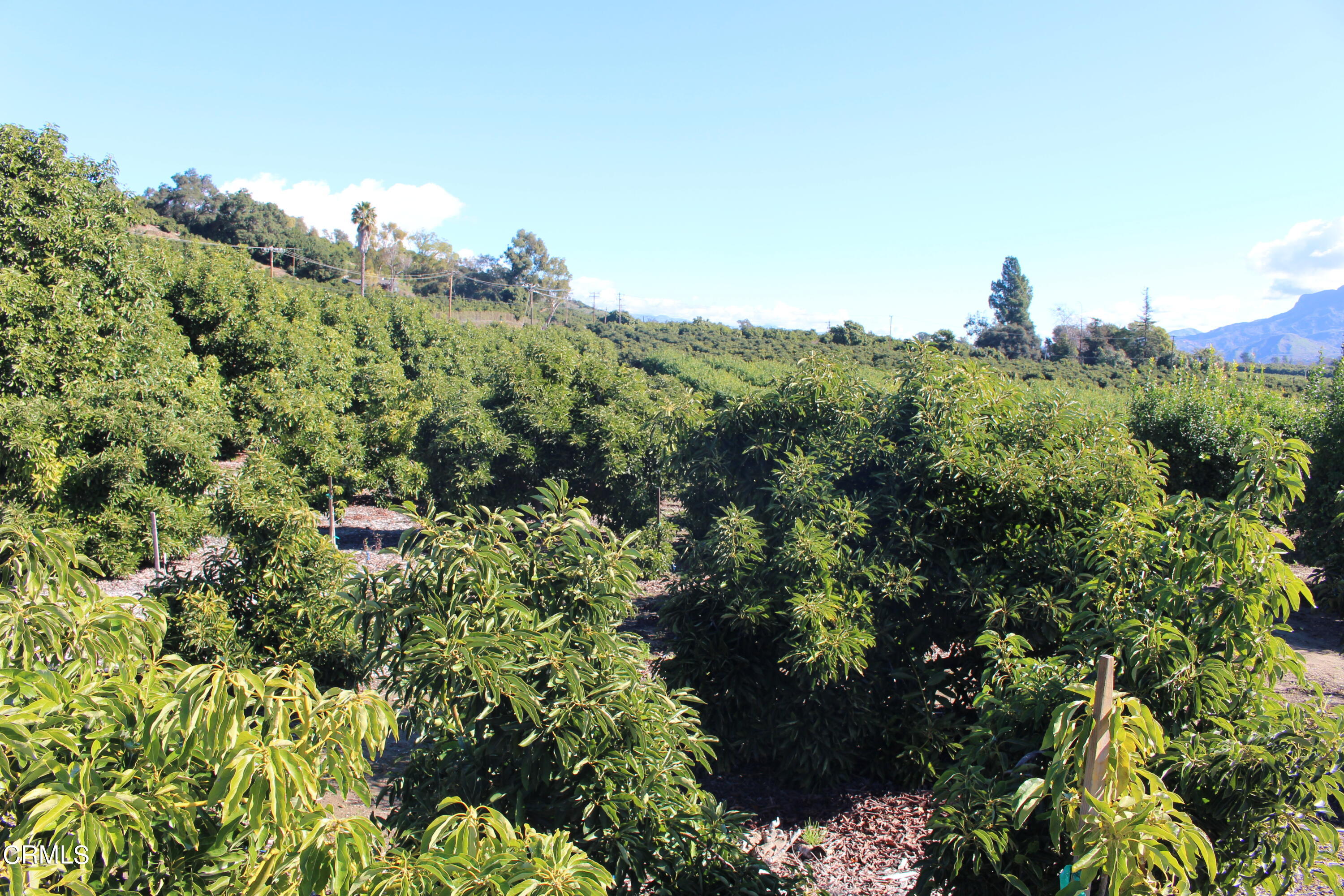 13922 Foothill Road Santa Paula, CA 93060 - Photo 3 of 40 IMG_5624