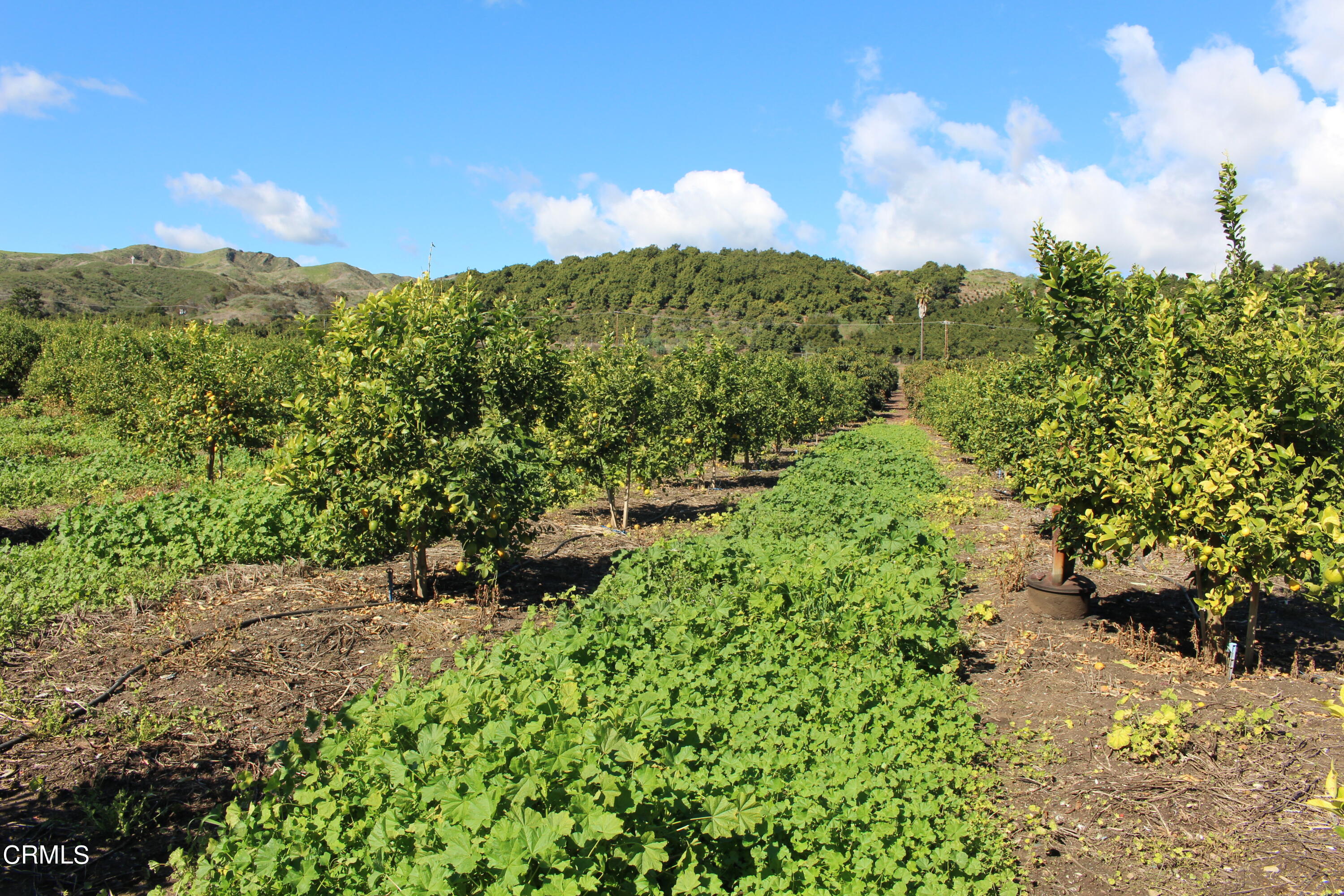 13922 Foothill Road Santa Paula, CA 93060 - Photo 35 of 40 IMG_5647