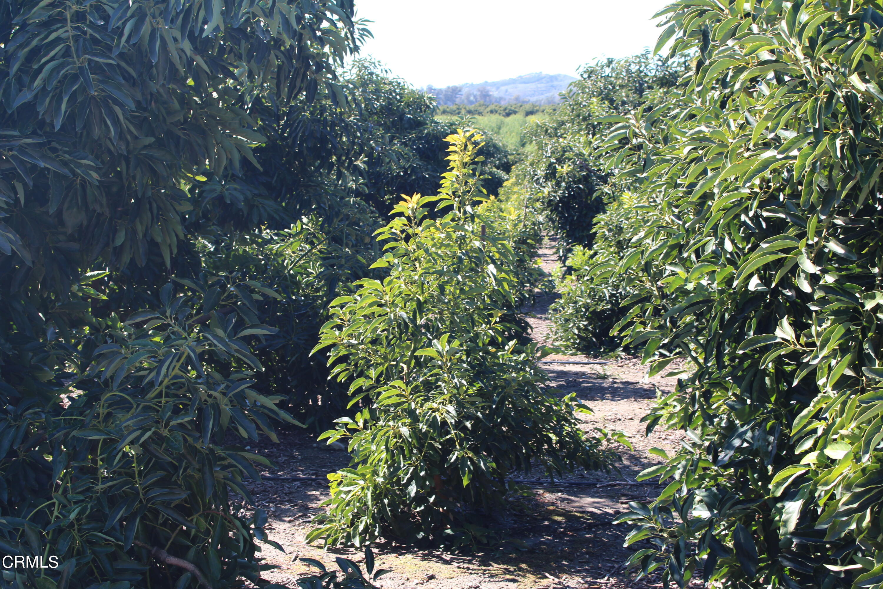 13922 Foothill Road Santa Paula, CA 93060 - Photo 5 of 40 IMG_5631