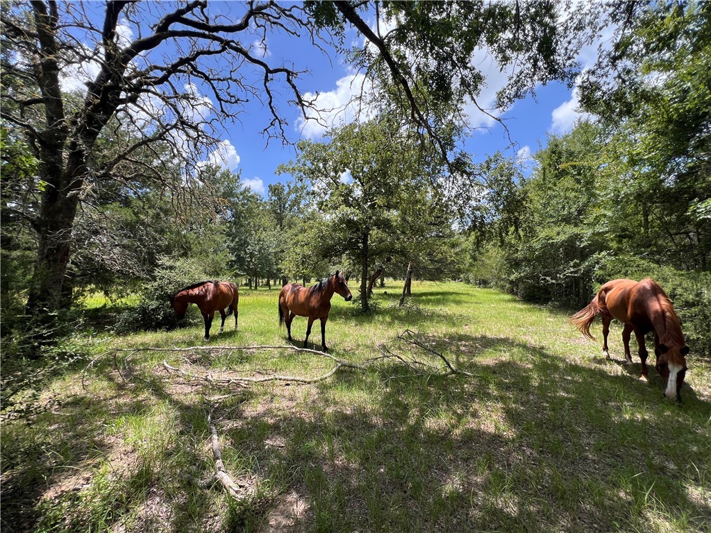 342 County Road 342 Milano, TX 76556 - Photo 15 of 19 View of yard