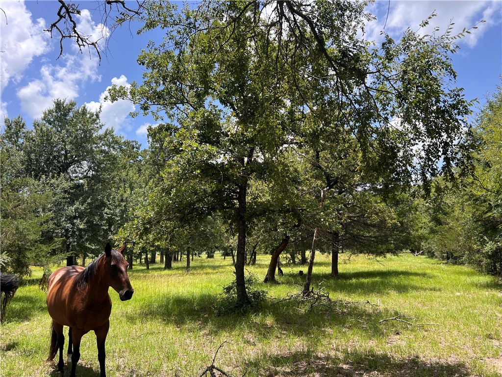 342 County Road 342 Milano, TX 76556 - Photo 16 of 19 View of local wilderness