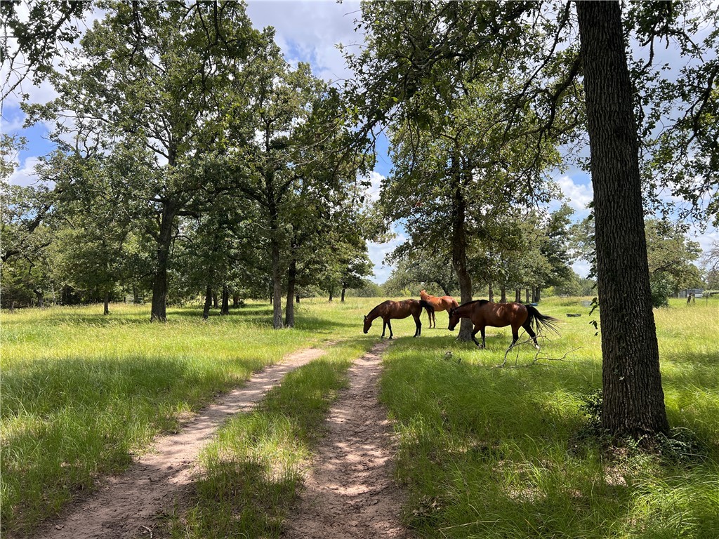 342 County Road 342 Milano, TX 76556 - Photo 3 of 19 View of property's community with a rural view