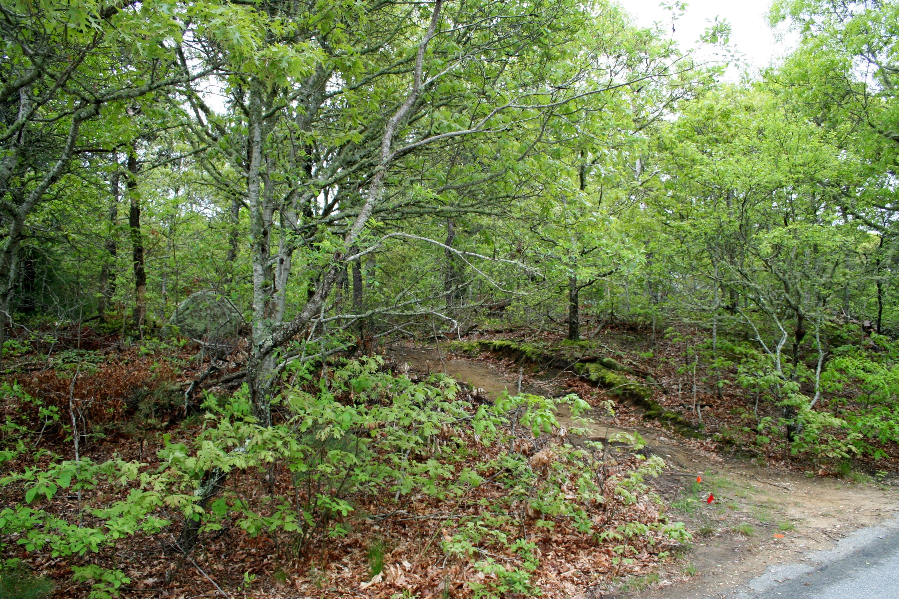 0 Bog Pond Road Brewster, MA 02631 - Photo 1 of 8 Stone hedge Lot 2