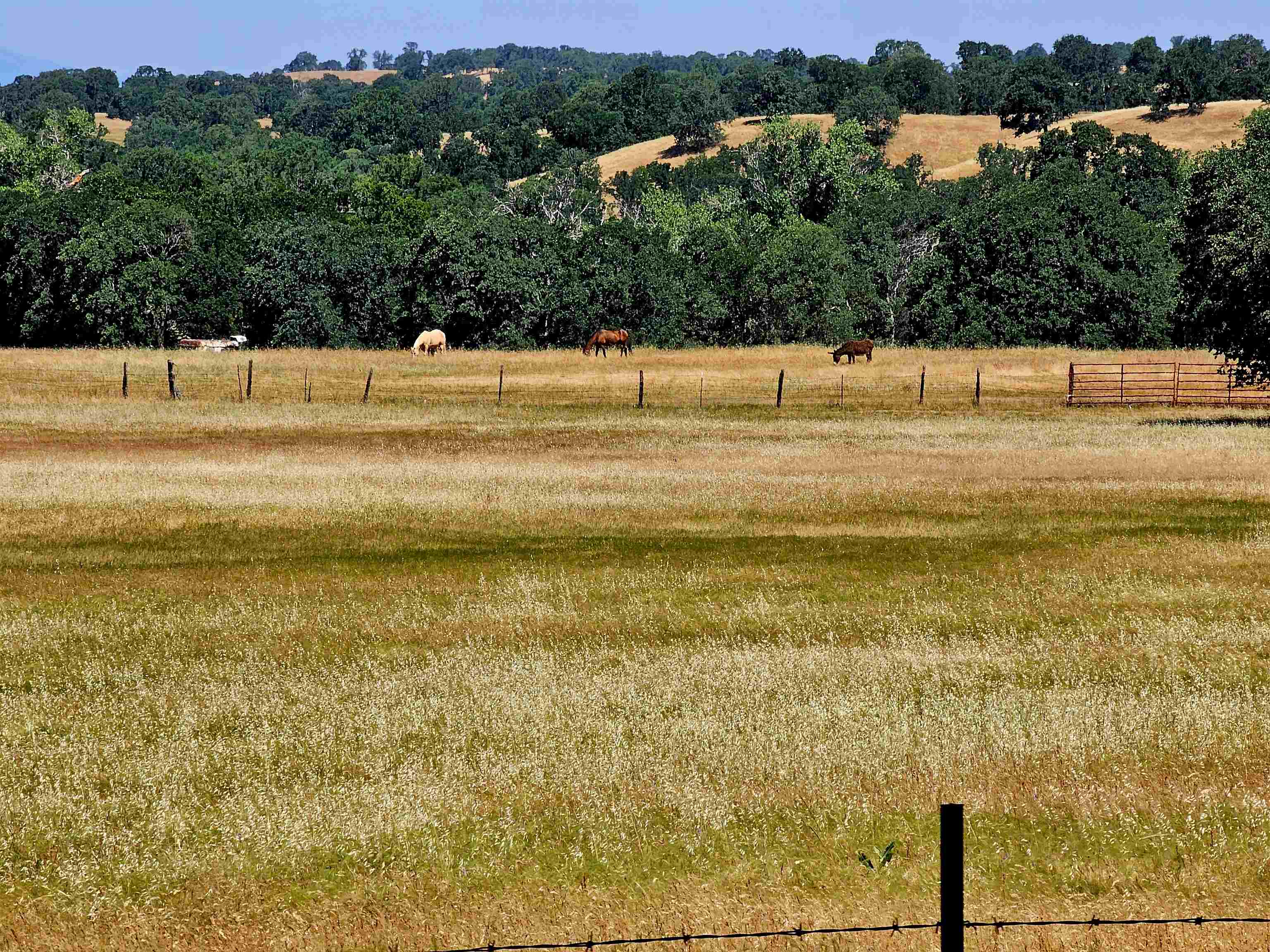 17300 Red Bank Road Red Bluff, CA 96080 - Photo 59 of 67