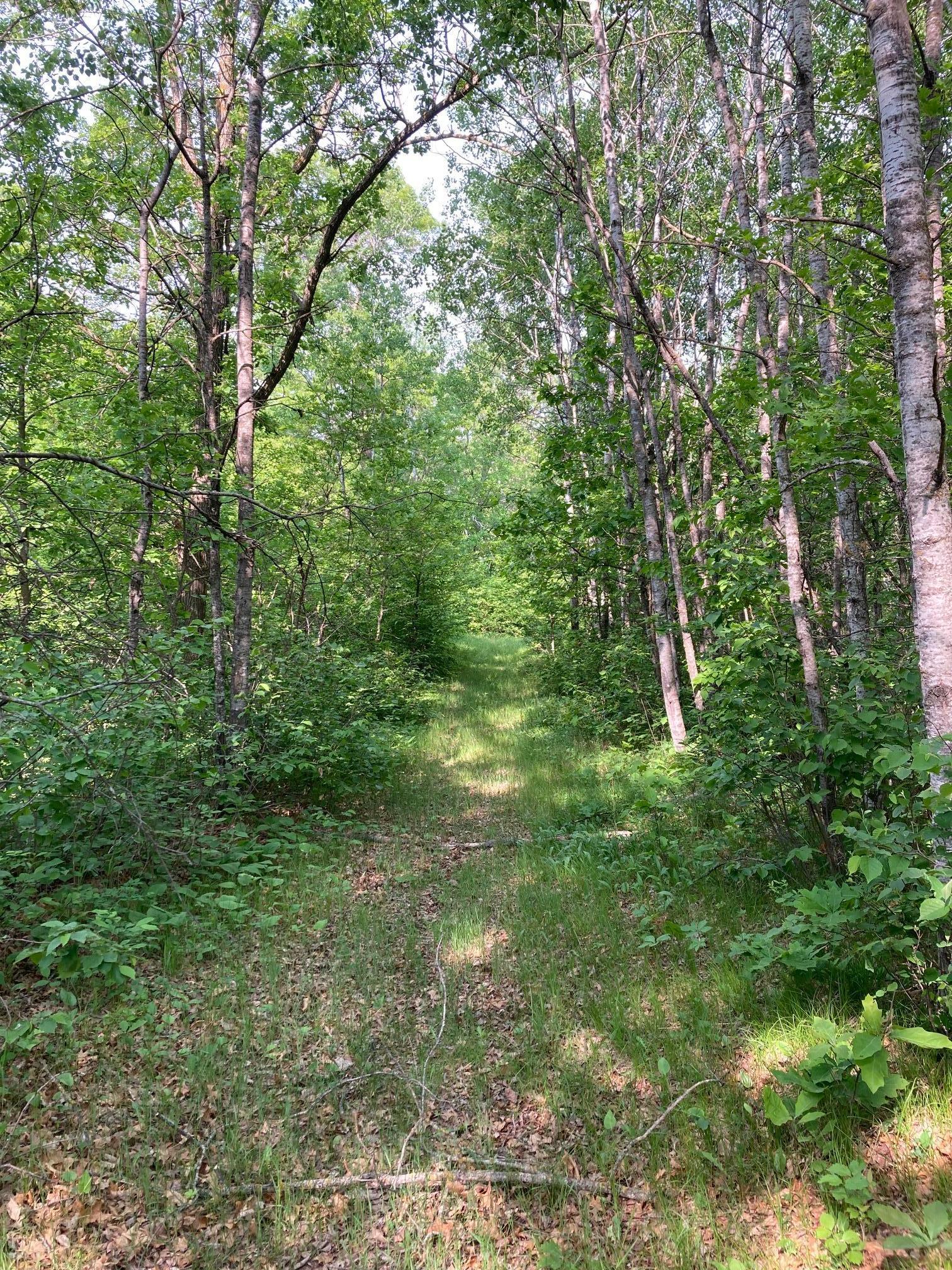 Lot 5 Fawn Lake Road Pequot Lakes, MN 56472 - Photo 3 of 10 Gallery Image 3