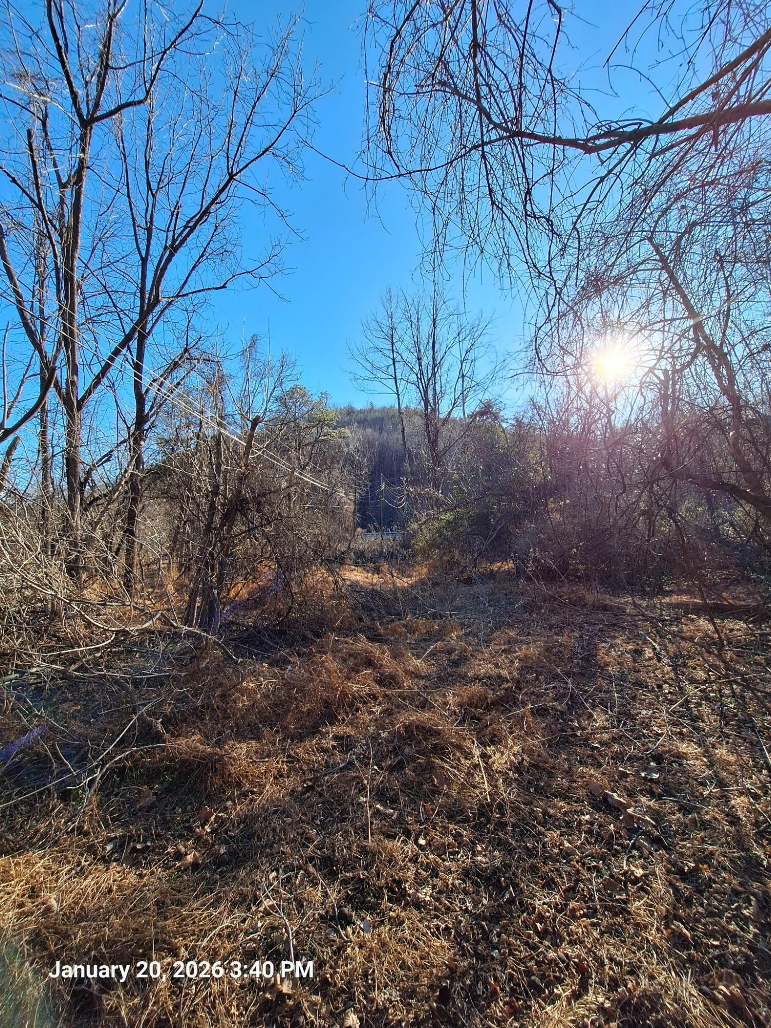5378 Franklin Road Roanoke, VA 24014 - Photo 5 of 10 a view of a yard with a tree