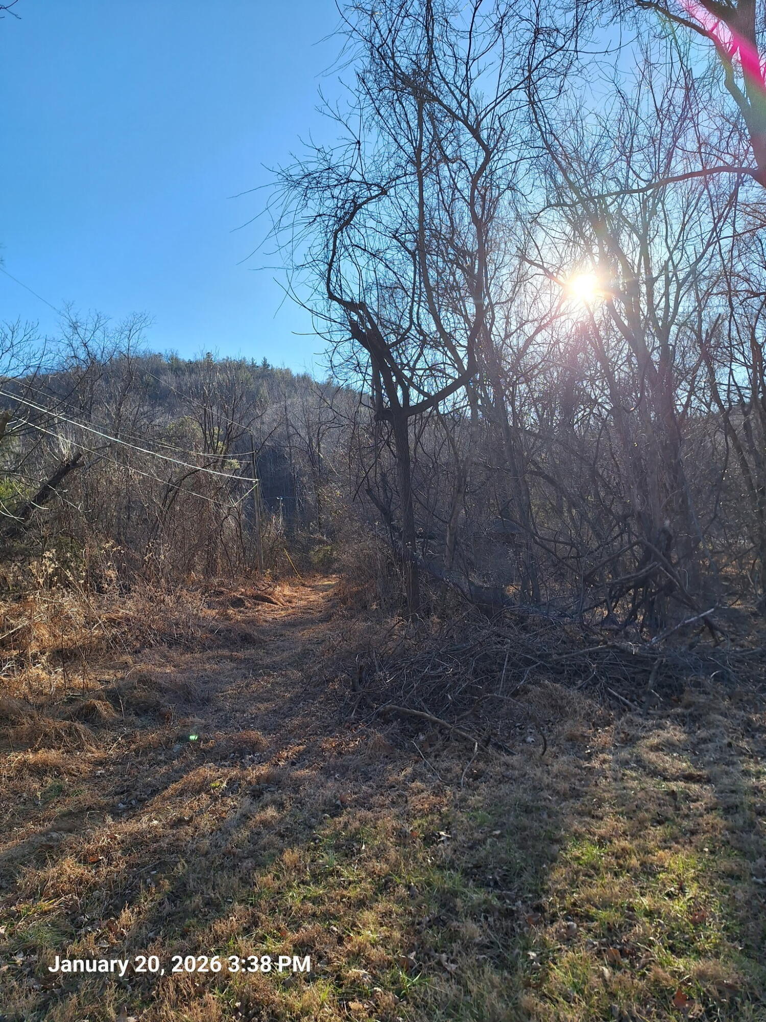 5378 Franklin Road Roanoke, VA 24014 - Photo 7 of 10 a view of a dry yard with trees