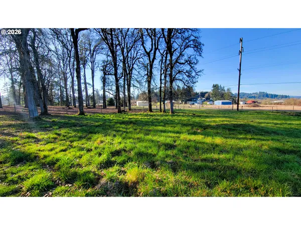 a open area with lots of green trees