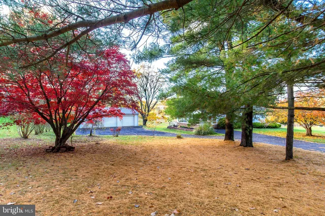 a street view with large trees