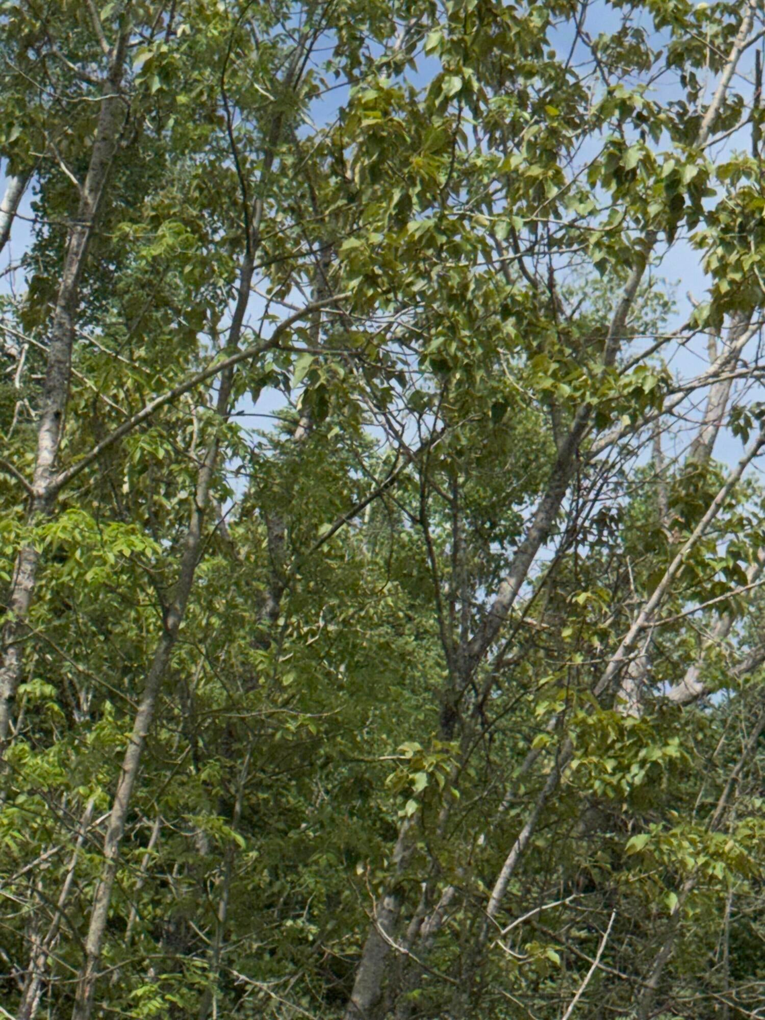 4 Wreck Road Alpena, MI 49707 - Photo 29 of 58 Gallery Image 29