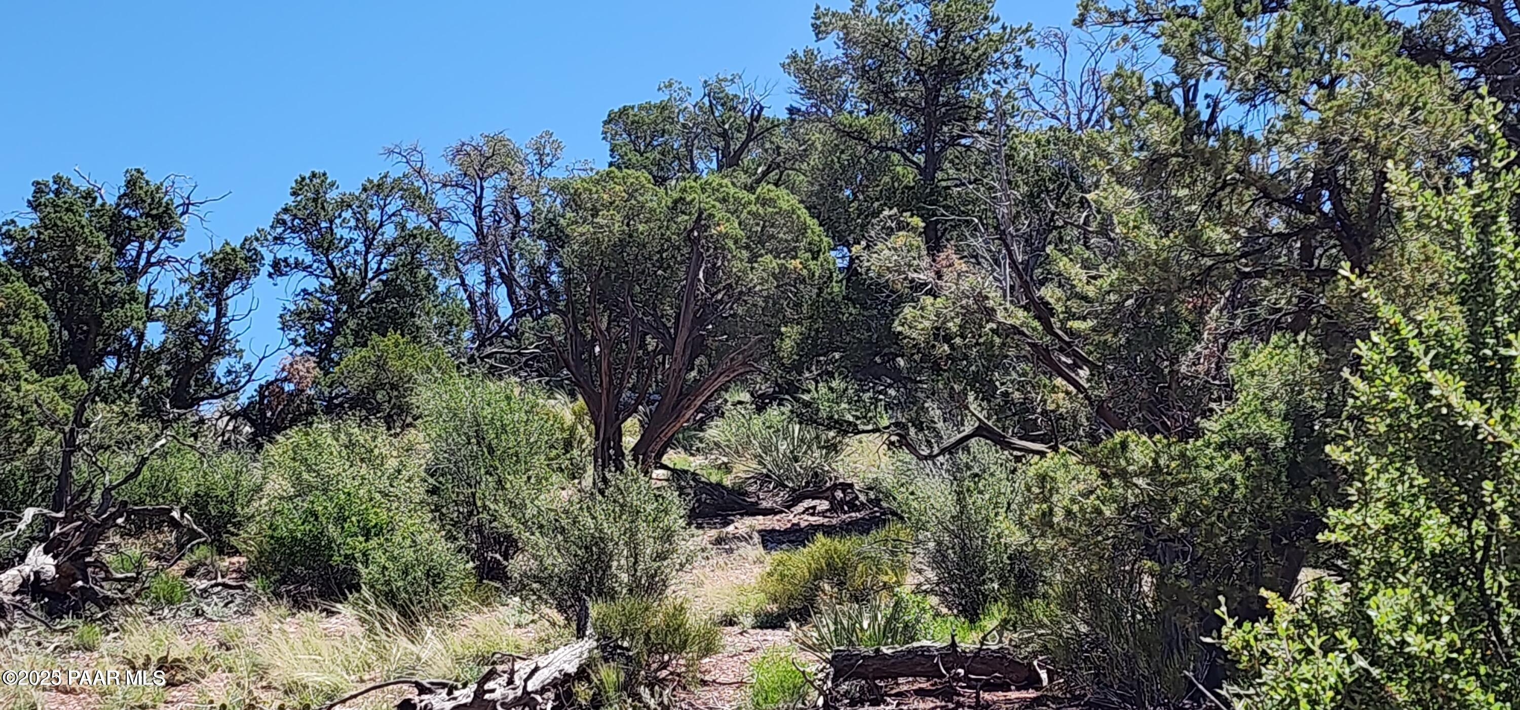 Lot 1 Big View Ash Fork, AZ 86320 - Photo 2 of 9 a view of a tree in a garden