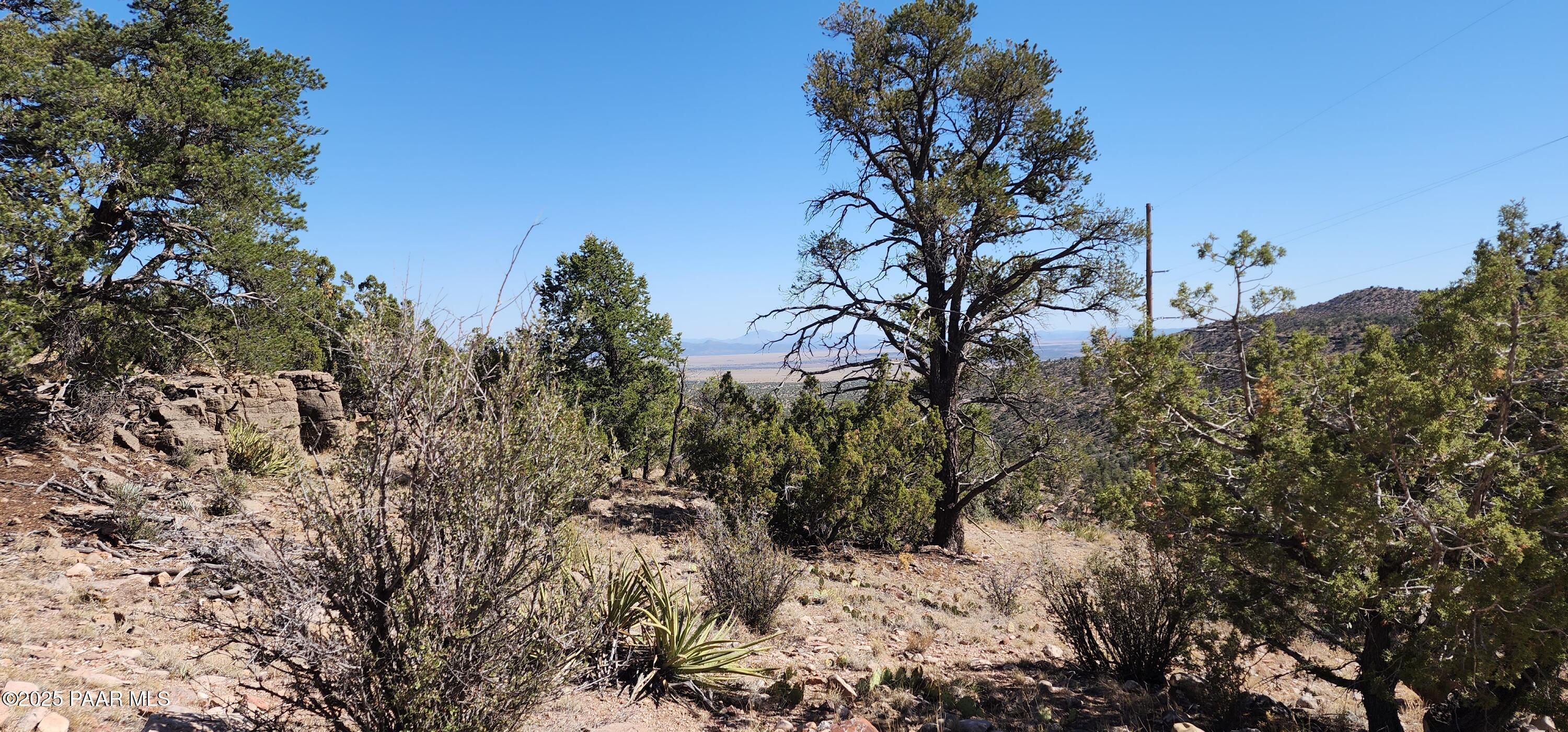 Lot 1 Big View Ash Fork, AZ 86320 - Photo 4 of 9 a view of a tree in a yard with a tree