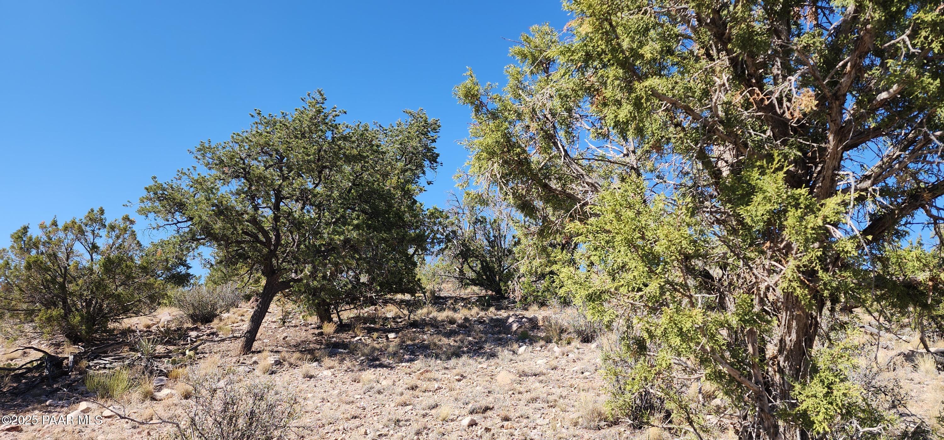 Lot 1 Big View Ash Fork, AZ 86320 - Photo 7 of 9 a view of a forest