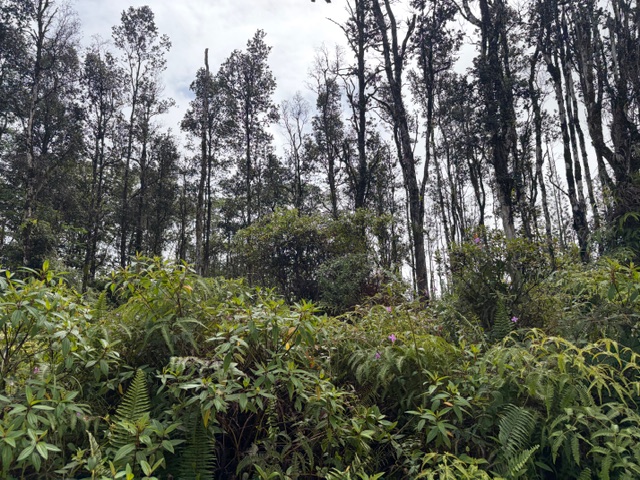 a view of a forest with lots of trees