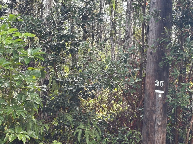 27 Seaview Road Pahoa, HI 96778 - Photo 11 of 12 a close up of a tree