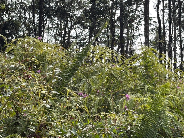 27 Seaview Road Pahoa, HI 96778 - Photo 12 of 12 a picture of tree