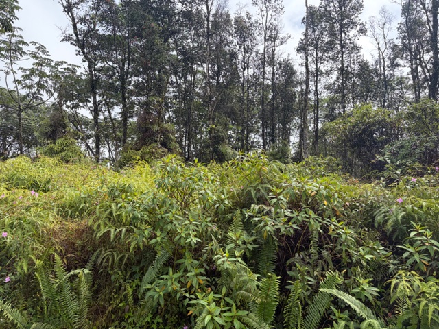 27 Seaview Road Pahoa, HI 96778 - Photo 2 of 12 a plant view in yard