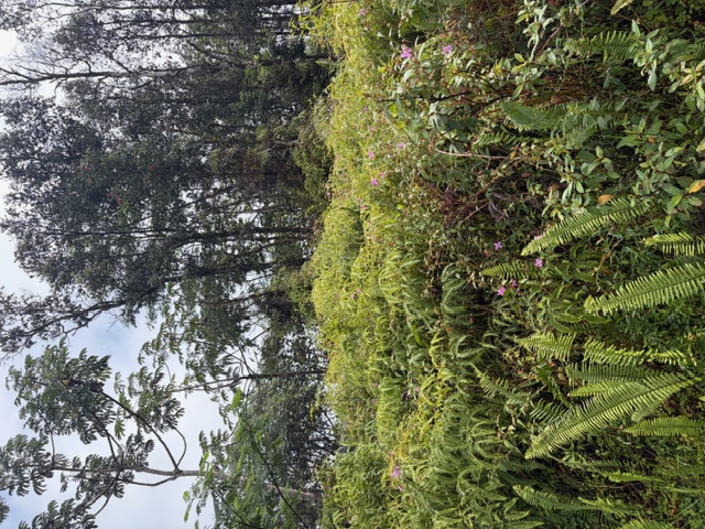 27 Seaview Road Pahoa, HI 96778 - Photo 5 of 12 a view of a yard