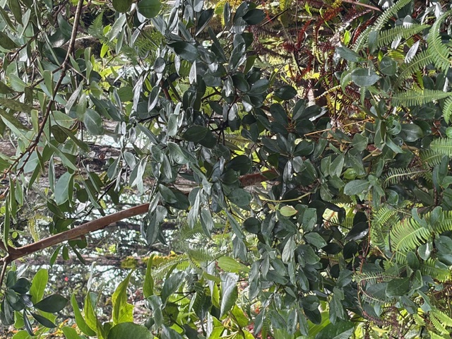 27 Seaview Road Pahoa, HI 96778 - Photo 7 of 12 a view of a tree
