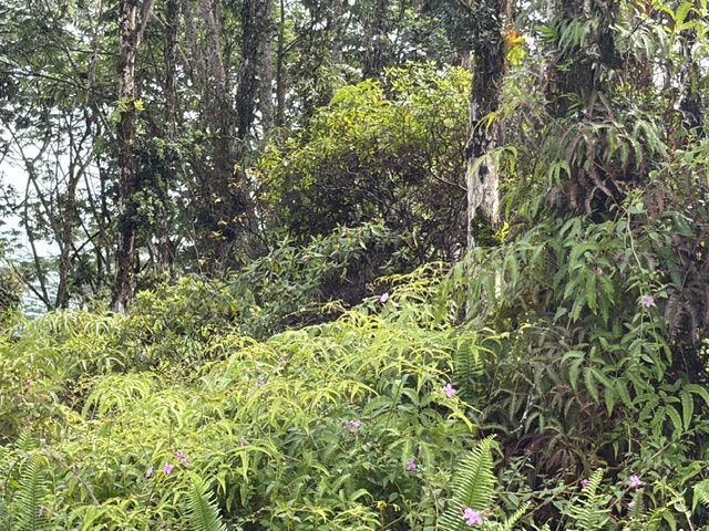 27 Seaview Road Pahoa, HI 96778 - Photo 9 of 12