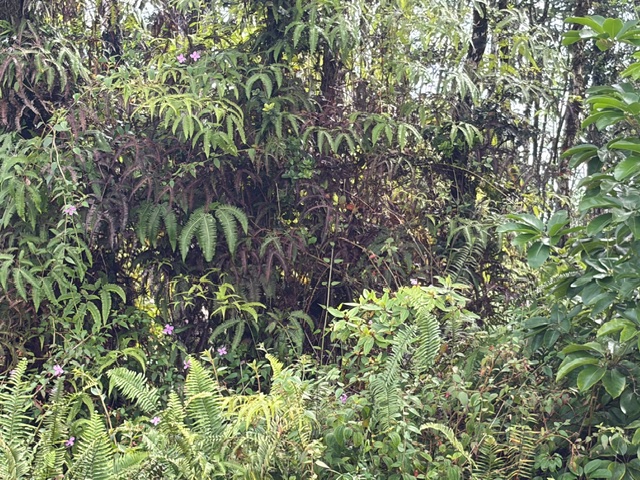 27 Seaview Road Pahoa, HI 96778 - Photo 10 of 12 a plant that is in a garden