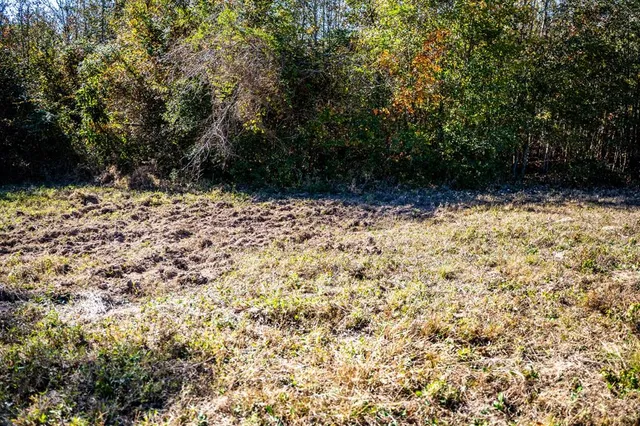 a close up of a plant