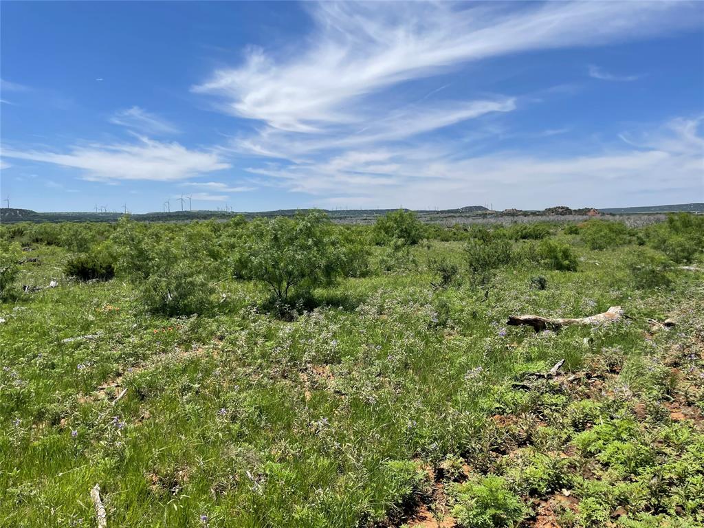 a view of a bunch of trees and bushes