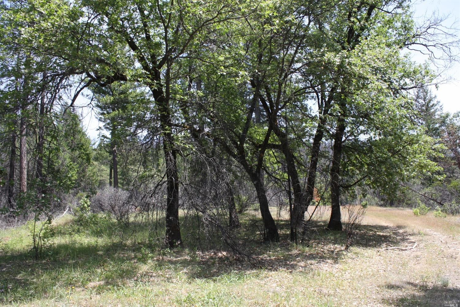 0 Williams Creek Road Covelo, CA 95428 - Photo 15 of 40 a view of a forest filled with trees