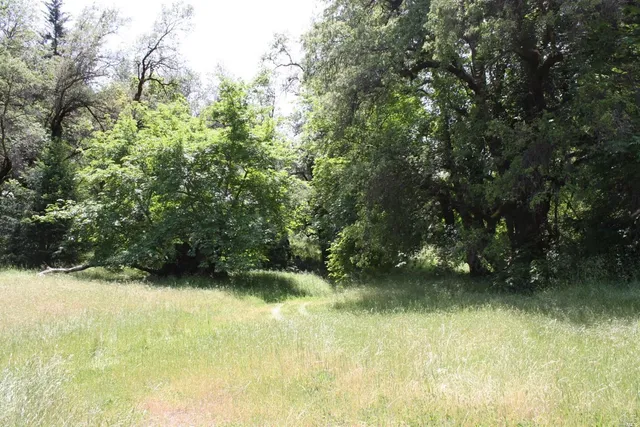 a view of a lush green forest