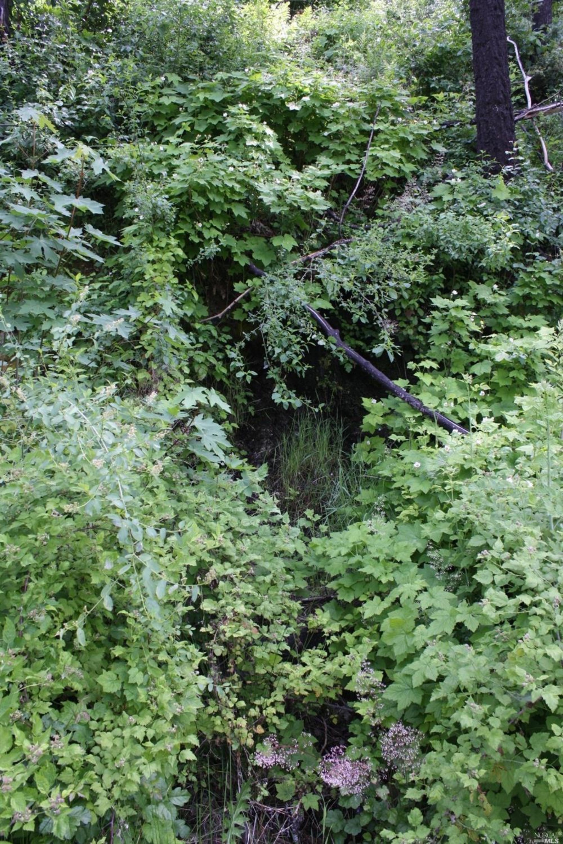 0 Williams Creek Road Covelo, CA 95428 - Photo 28 of 40 a view of a lush green forest with lots of trees