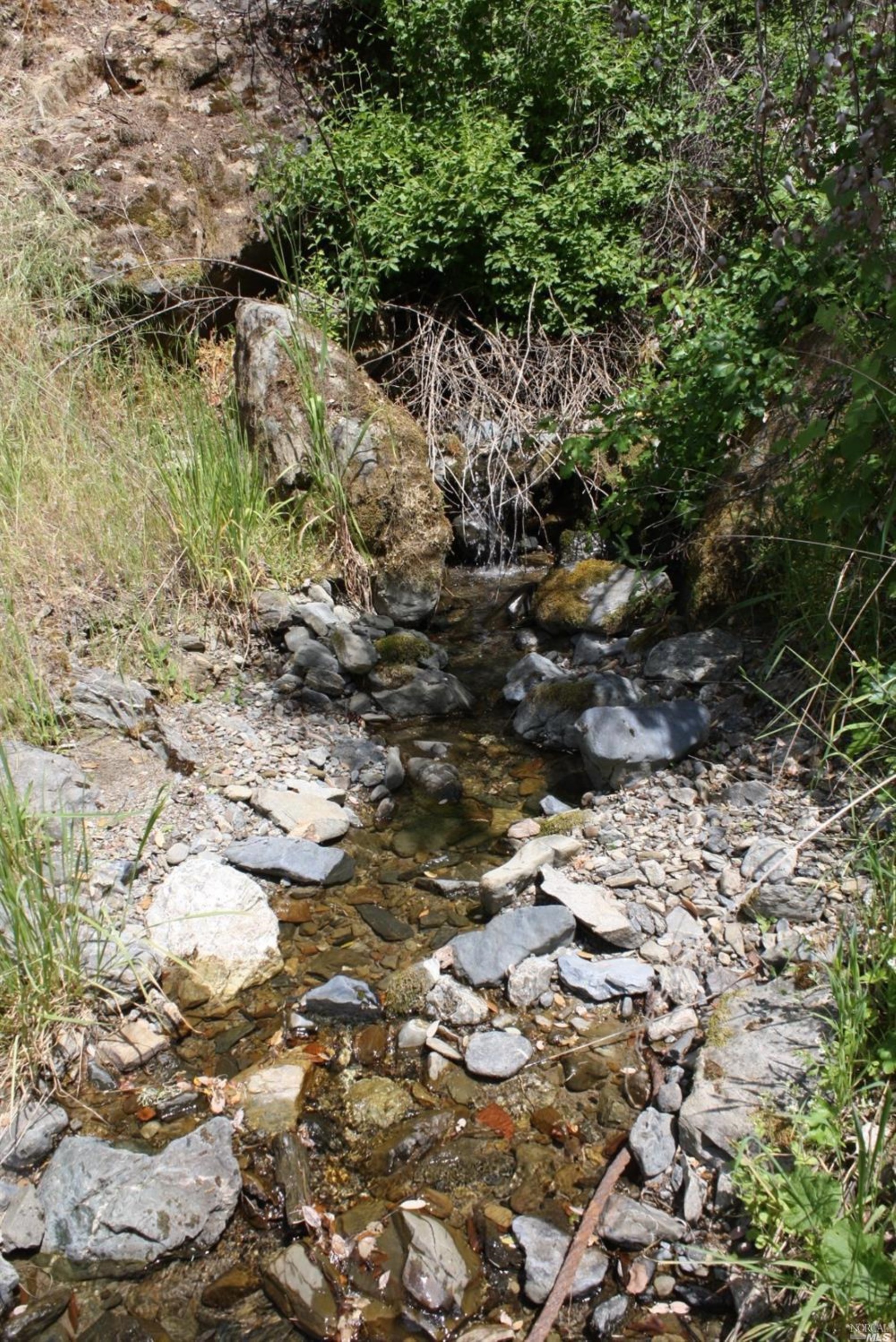 0 Williams Creek Road Covelo, CA 95428 - Photo 29 of 40 a view of a tree