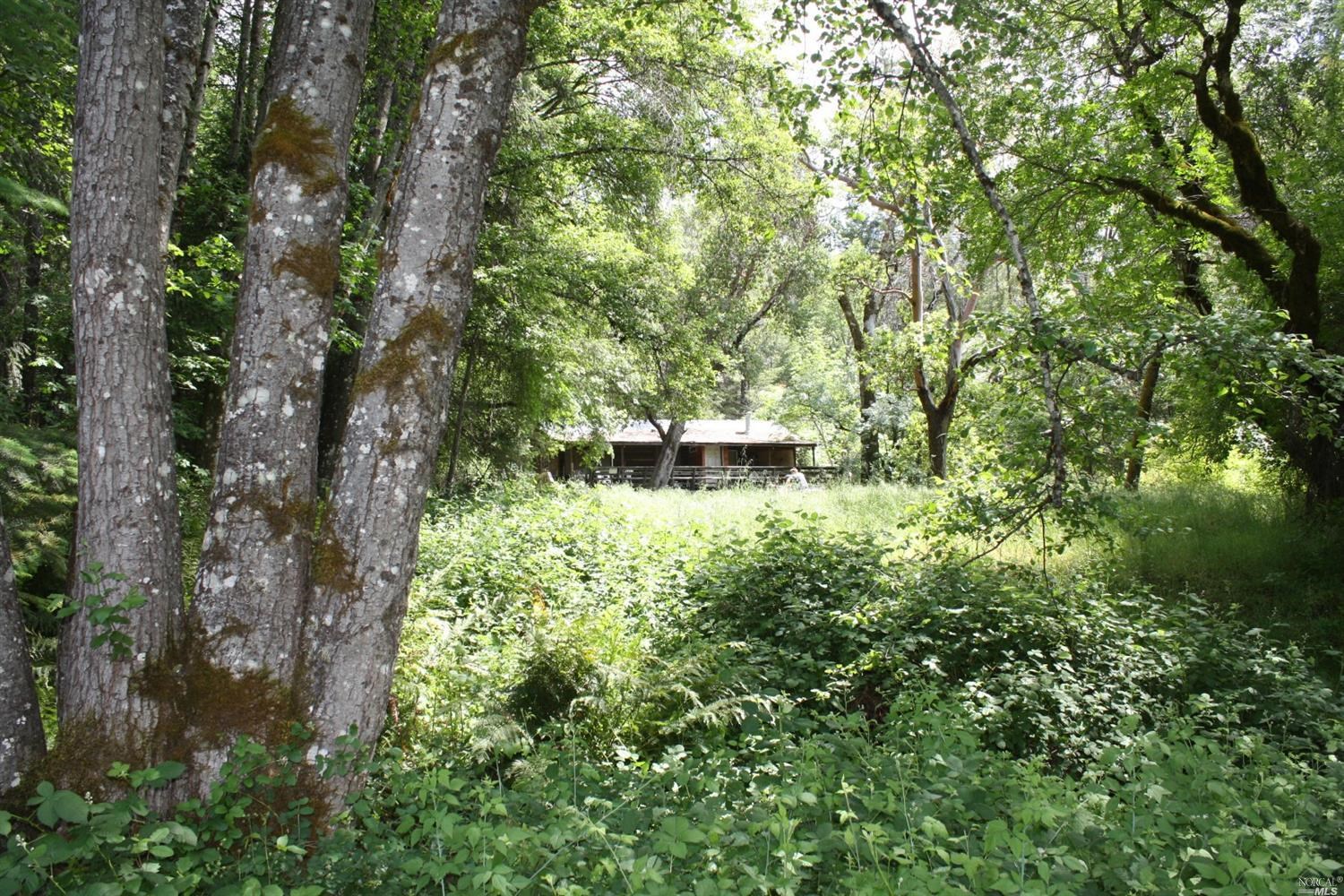 0 Williams Creek Road Covelo, CA 95428 - Photo 31 of 40 a view of a yard with plants and trees