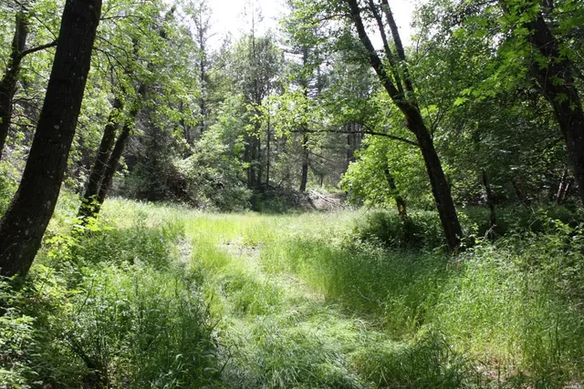 a view of a lake with a tree
