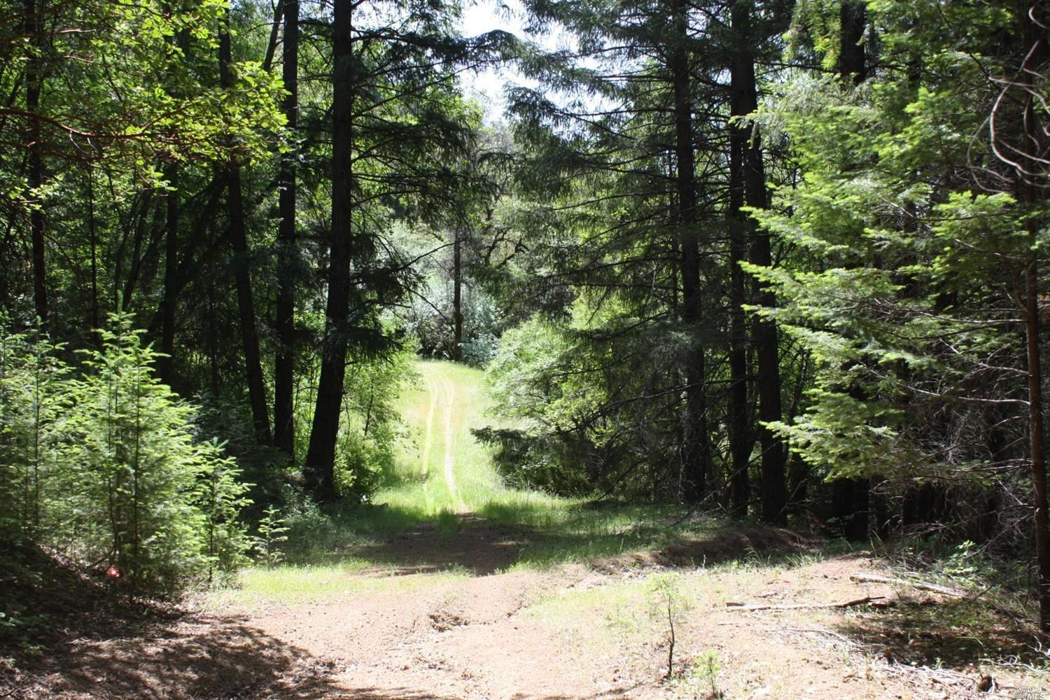 0 Williams Creek Road Covelo, CA 95428 - Photo 9 of 40 a view of a yard with plants and trees