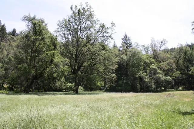 a view of yard and trees