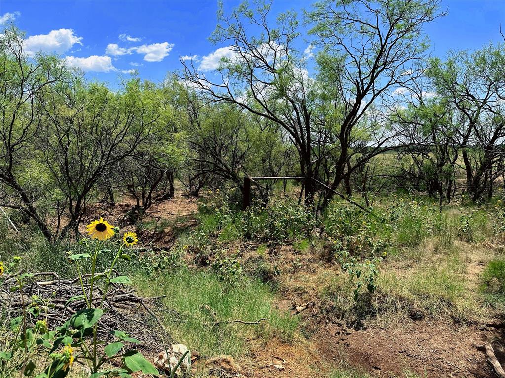 12415 County Road 356 Anson, TX 79501 - Photo 15 of 36 a view of a yard with plants and large trees