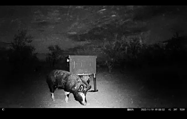 a view of a yard with large tree