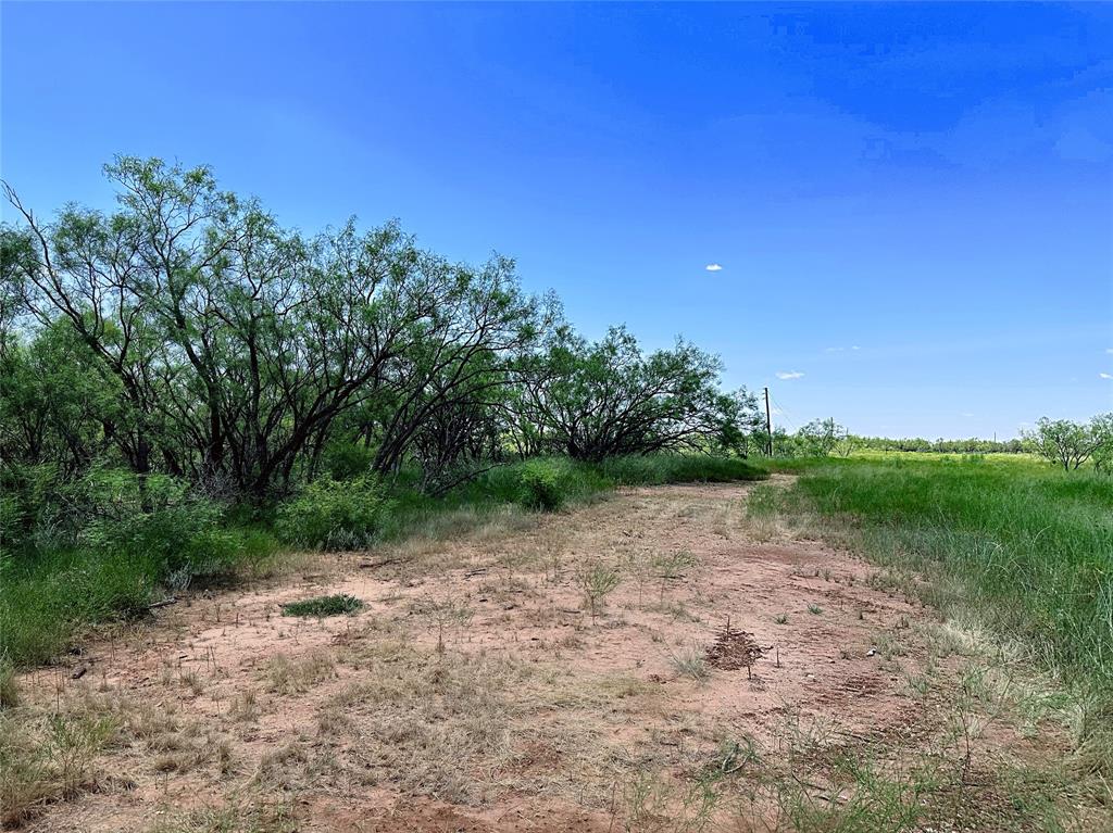12415 County Road 356 Anson, TX 79501 - Photo 31 of 36 a view of a yard with a tree
