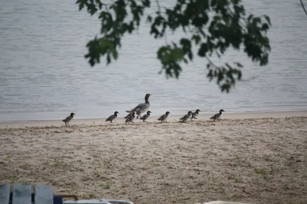 $1,999 | 135 West Shore Road, Unit COTTAGE #3, Bristol, NH 03222