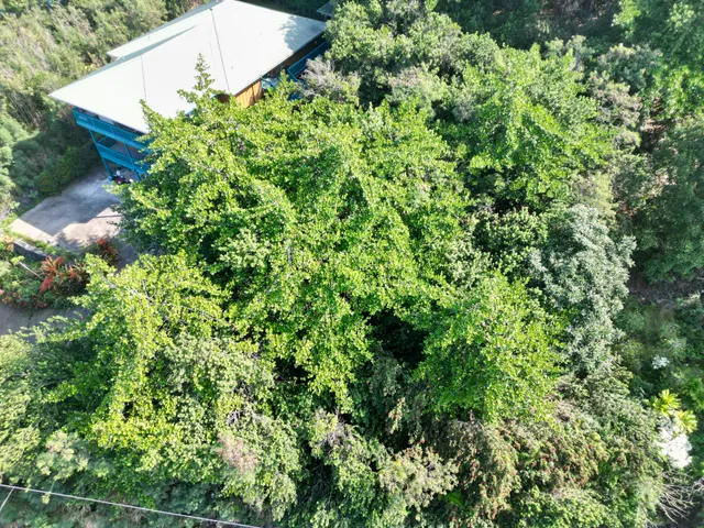 a view of a yard and a road
