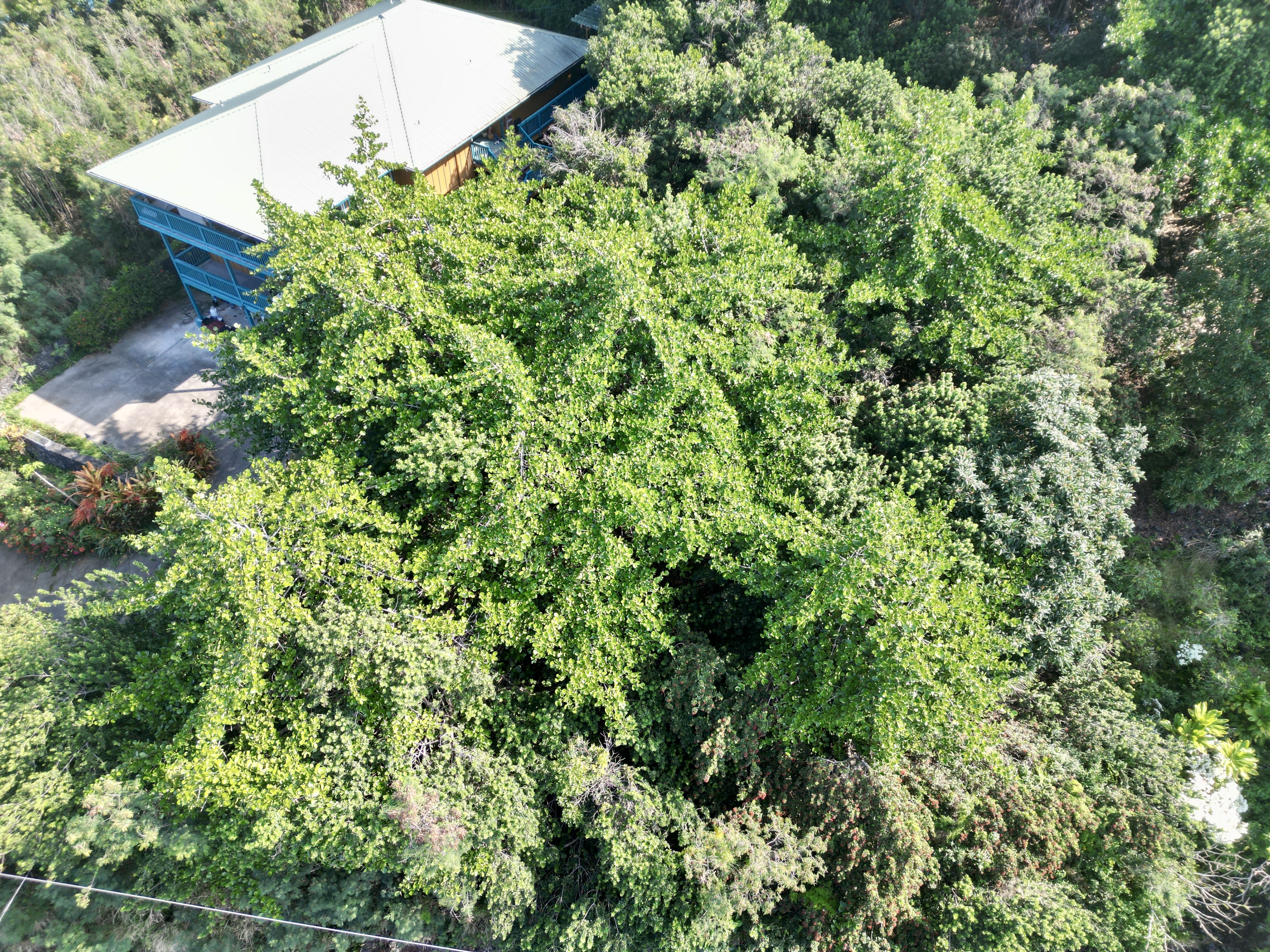 12 Kaohe Road Captain Cook, HI 96704 - Photo 1 of 12