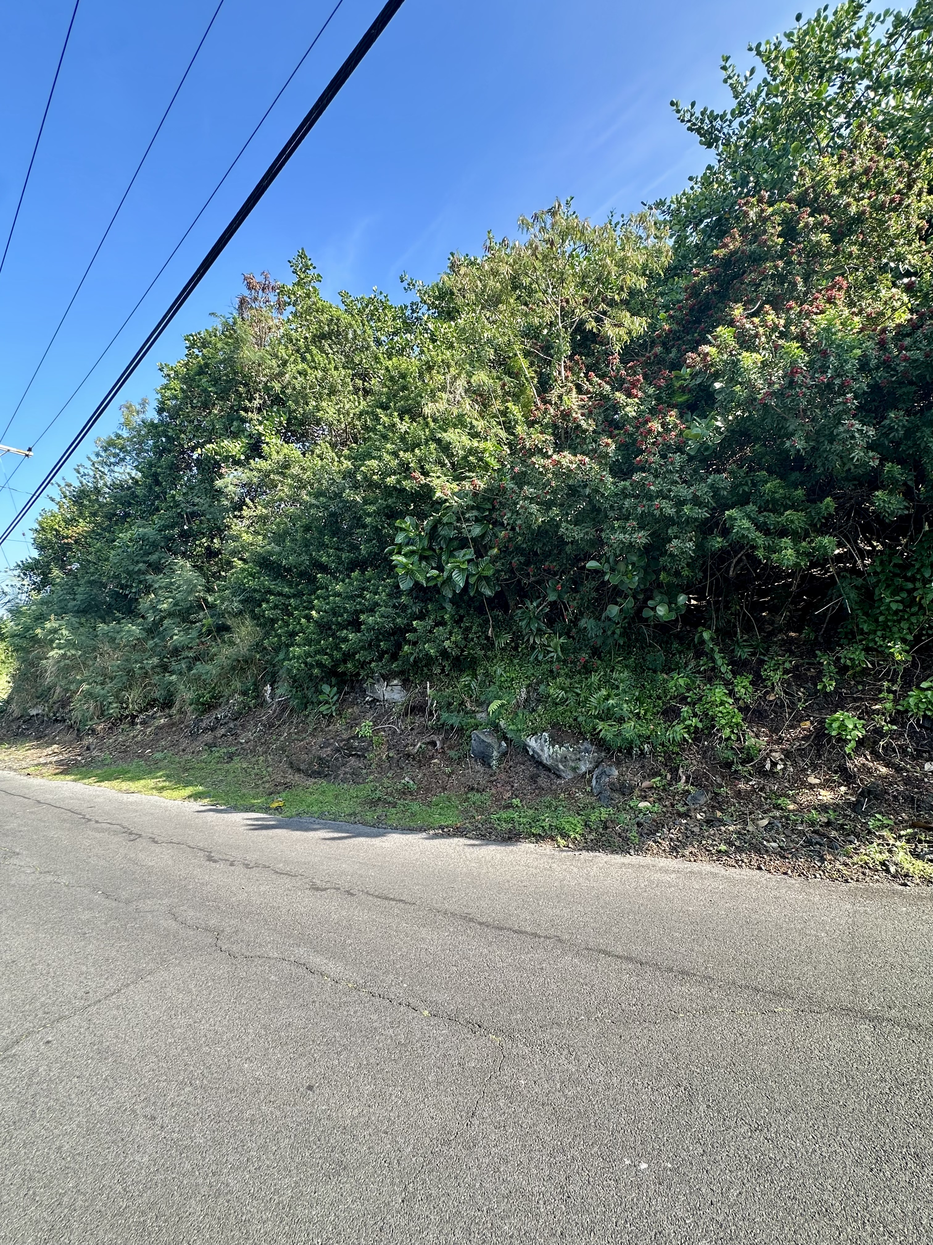 12 Kaohe Road Captain Cook, HI 96704 - Photo 3 of 12 a view of a yard with plants and trees