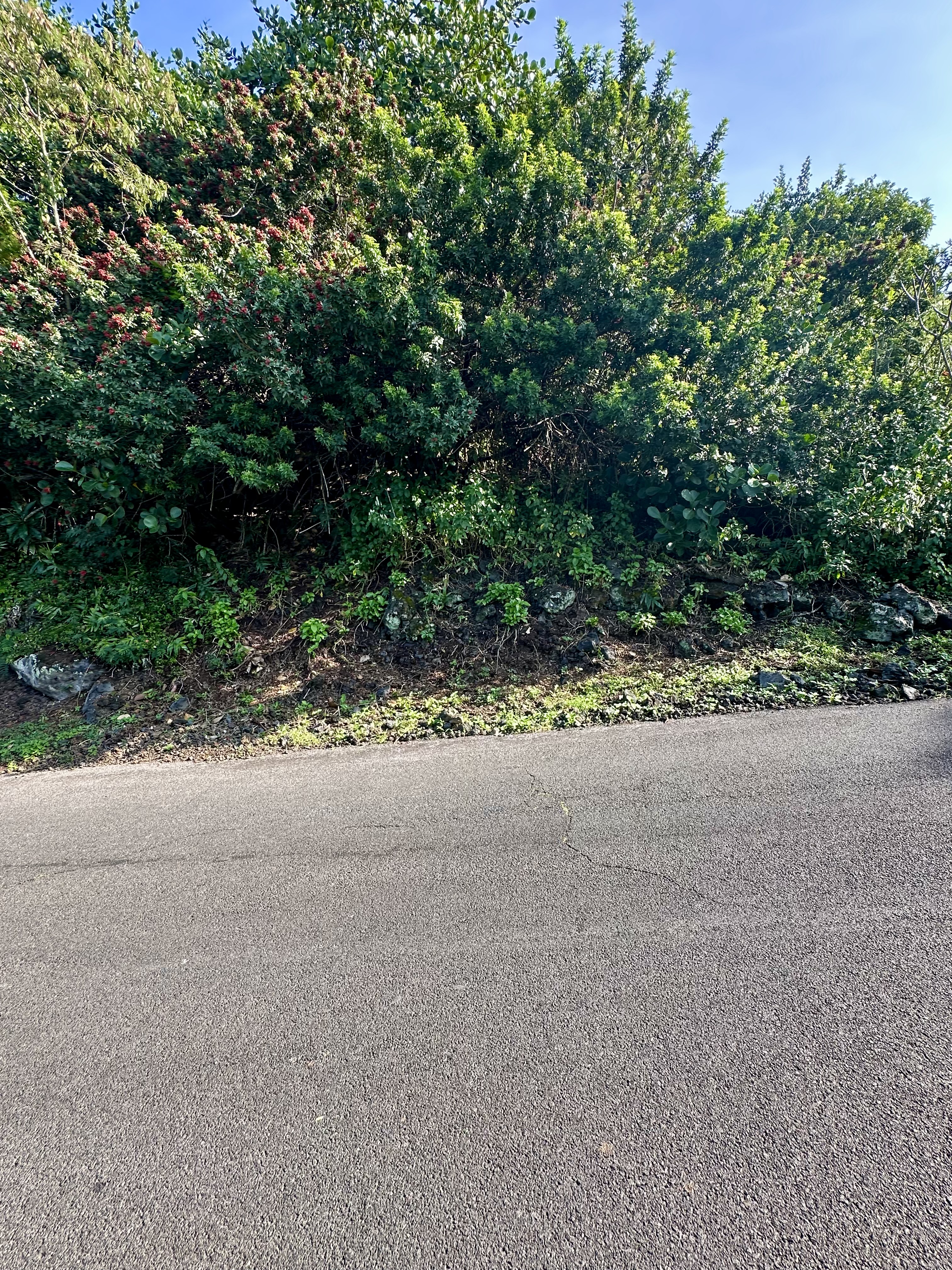 12 Kaohe Road Captain Cook, HI 96704 - Photo 7 of 12 a view of a road with a tree